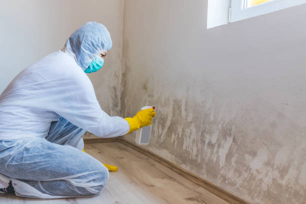 Licensed Basement Mold Remediation service in Madison, NC - Car Mold Remediation