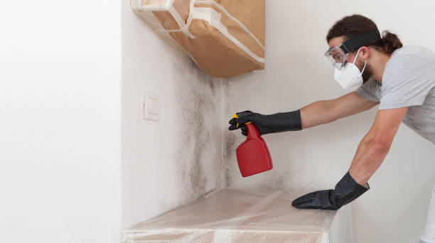 Professional Basement Mold Remediation technician working in Madison, NC