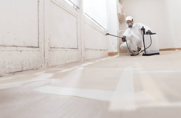 24/7 Emergency Basement Mold Remediation experts in Madison, NC
