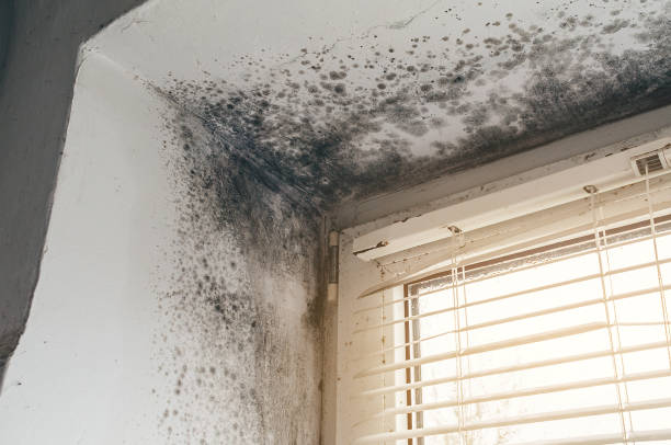 Affordable Basement Mold Remediation solutions in Madison, NC