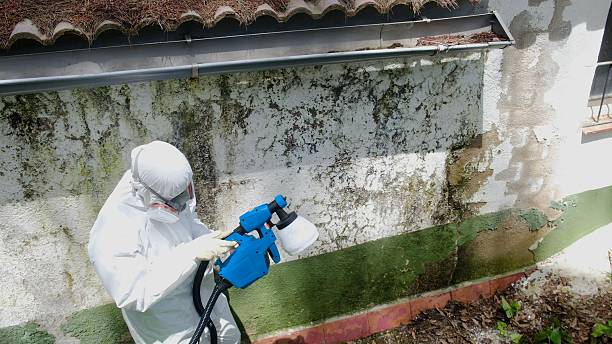 Top rated local Basement Mold Remediation specialists in Madison, NC